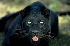 в ижевском зоопарке поселилась черная пантера