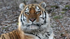 шестерых китайцев судят за съеденного тигра