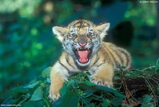 любовь и привязанность между тиграми и людьми