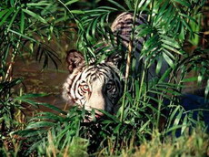 изучение тигра в природе
