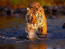 индийский тигр
