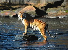 амурский и суматранский тигры