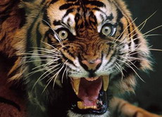 туранский тигр (panthera tigris virgata)