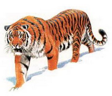 тигр (panthera tigris)
