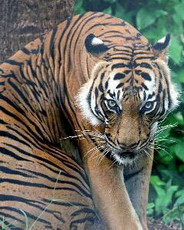 тигр: тpопою полосатой кошки