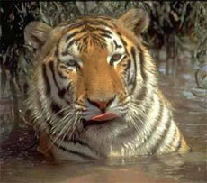 суматранский тигр (panthera tigris sumatrae)