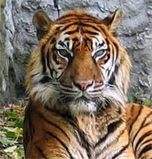 яванский тигр (panthera tigris sondaica)