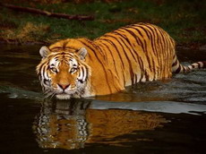 индокитайский тигр