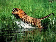 об амурском тигре