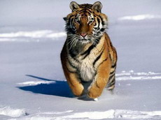 туранский тигр