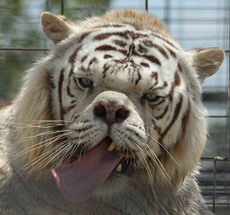 в шри-ланкийском зоопарке дехивала появились белые тигры