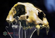 в харбине выставлен череп млекопитающего, существовавшего 20-40 тыс лет назад