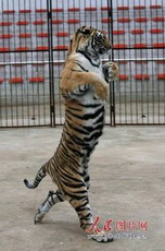 национальный парк  удэгейская легенда  принял эстафету  тигриного марафона 