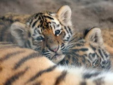 директор зоопарка убил  неправильных  тигрят