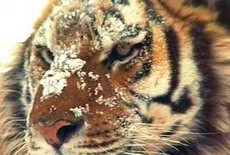 в деле о контрабанде тигриных шкур в китай появился еще один подозреваемый