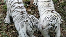 международный форум по сохранению тигров пройдет осенью в россии