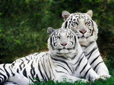 приморцы научили китайцев заботиться о тиграх