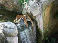 ученые-экологи готовят к выпуску в дикую природу трех выхоженных тигрят