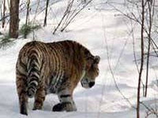 тигры обосновались в заповеднике  комсомольский 