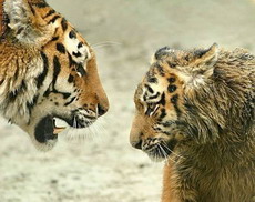 тигров спрячут от туристов
