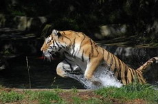 в британском зоопарке утонула беременная тигрица
