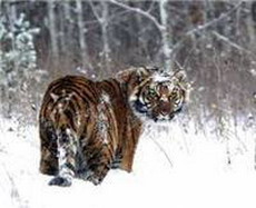 в тегеран доставлены амурские тигры, подаренные россией ирану