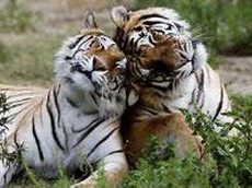 индийский тигровый заповедник для туристов закроют