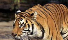 амурский тигр отправился на постоянное место жительства в иран