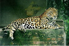подвиды ягуара