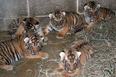 тигрица родила сразу пятерых здоровых тигрят