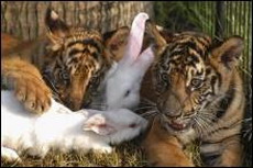 удивителная жизни животных: крольчата дружат с тигрятами