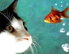 домашние кошки угрожают мировым запасам рыбы