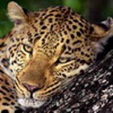 в туркмении отлавливают леопардов