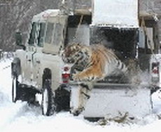 land rover спас сибирского тигра