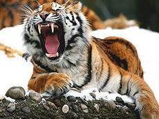 амурский тигр страдает из-за снегопада
