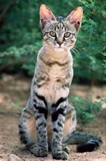 африканский дикий кот felis silvestris