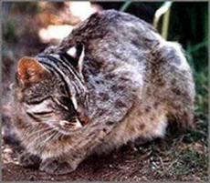 бенгальская карликовая кошка felis bengalensis