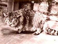 гобийская (китайская) кошка - felis bieti