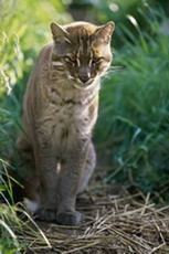 золотая кошка - felis (catopuma) temmincki