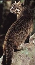ириомотская (японская дикая) кошка - felis iriomotensis