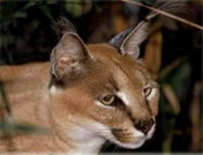 каракал - felis caracal