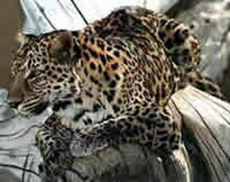 леопард - panthera pardus
