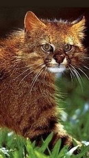 пампасская кошка - felis colocolo