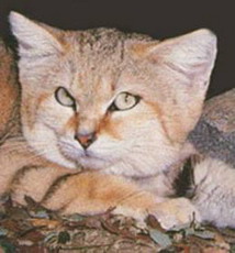 пустынная (бархатная) кошка - felis margarita