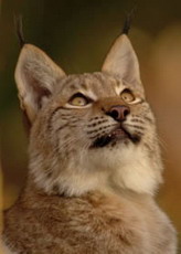 рысь - felis lynx