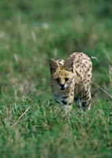 сервал - felis serval