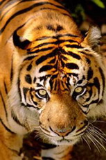 тигр - panthera tigris
