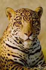 ягуар - panthera onca