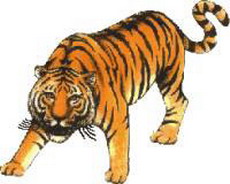 тигр. неудачи охоты