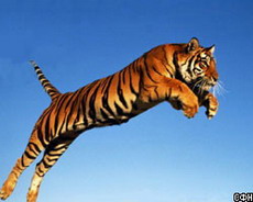 тигры гипнотизируют добычу голосом